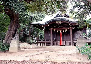 樹木と神社 建物の撮影
