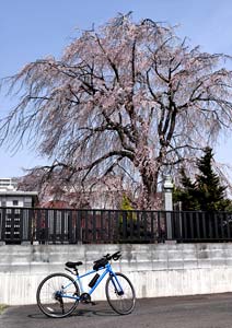 枝垂桜とクロスバイクの写真撮影