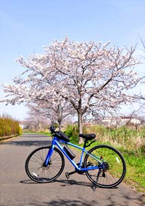 桜とクロスバイクの写真撮影