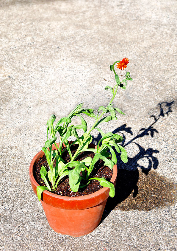 キンセンカの植え付け