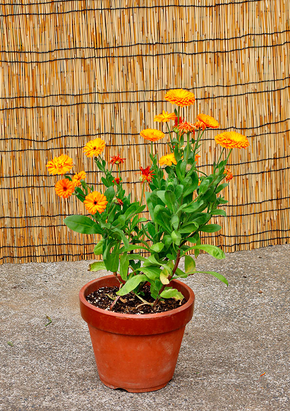 キンセンカの植え付け後の鉢植え