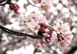 桜の撮影 マクロレンズ