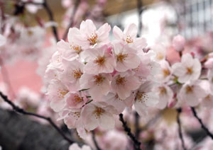 桜の撮影 マクロレンズ