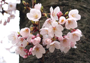 桜の撮影 | カメラボディ：EOS Kiss Digital N | マクロレンズ：EF-S60mm F2.8 マクロ USM