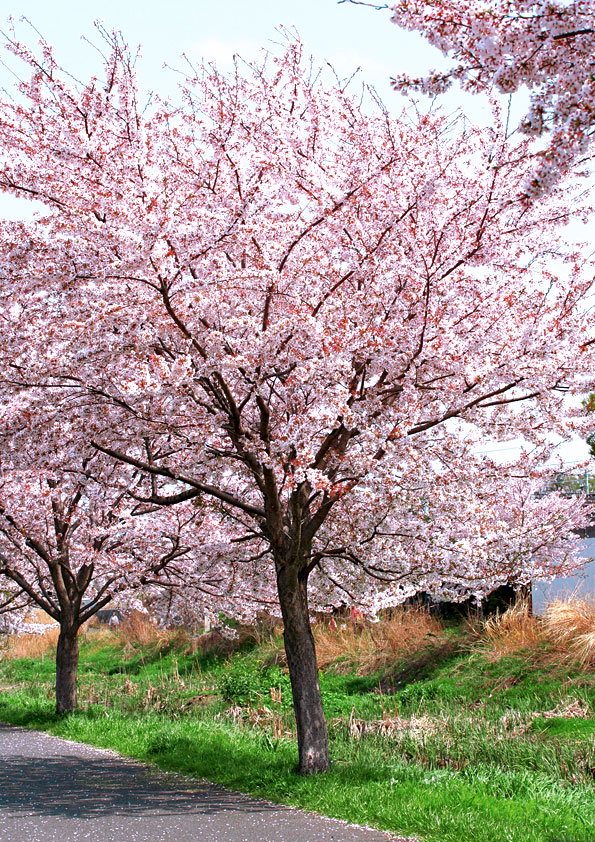 桜並木の撮影：マクロレンズ：EF-S60mm F2.8 マクロ USM