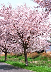 桜並木の撮影 マクロレンズ