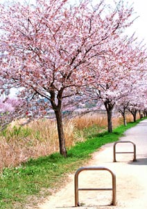 桜並木の撮影 マクロレンズ