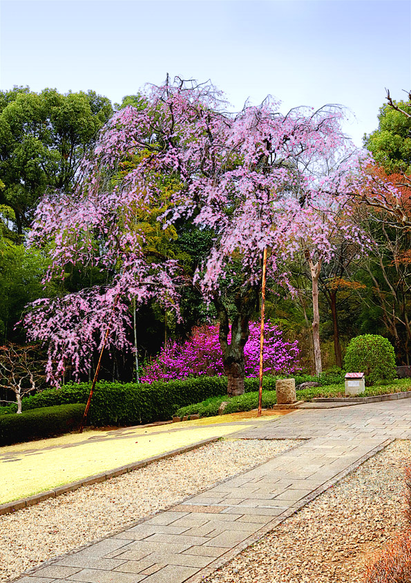 桜の写真撮影 作例写真
