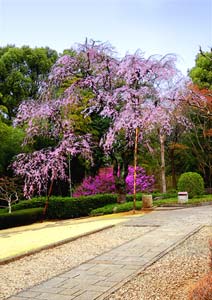 枝垂桜の撮影 風景写真の撮り方
