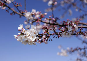 桜の撮影 PLフィルター