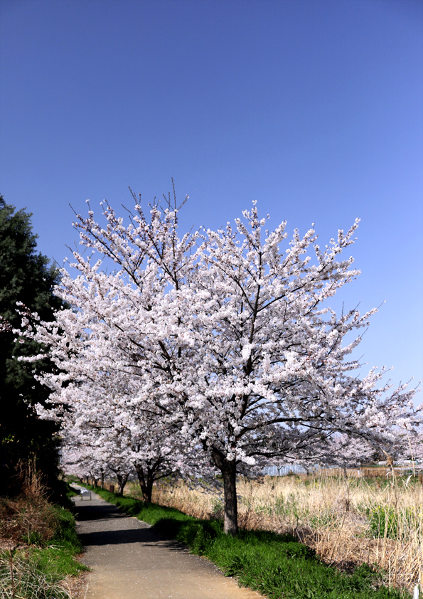 偏光フィルターを使って桜を撮影