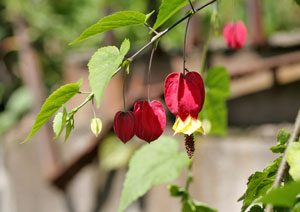 ウキツリボクの花の写真