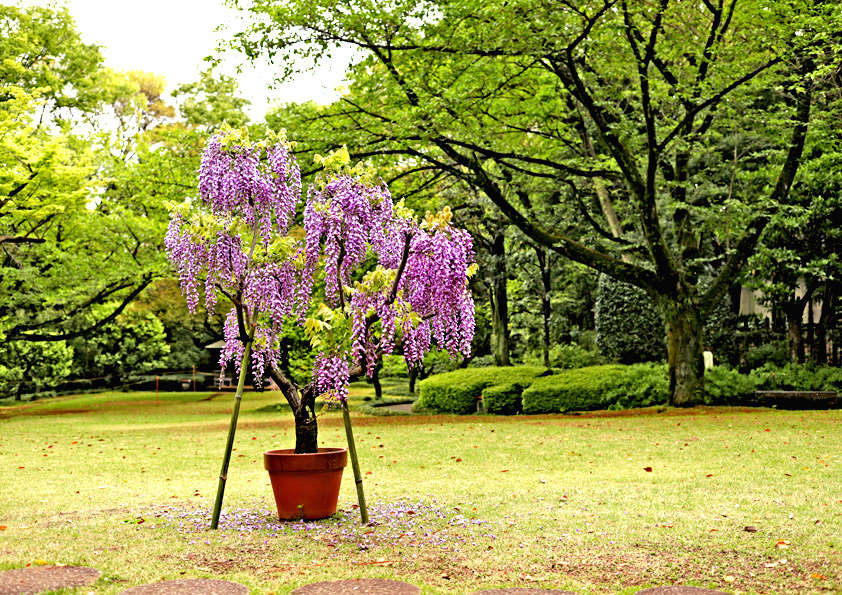 花の写真の撮り方 単焦点レンズで花を撮る