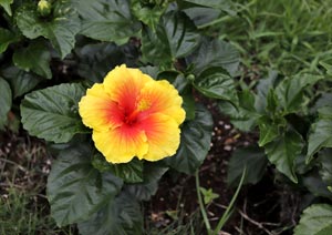 ハイビスカスの花の写真