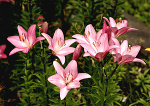 百合の花の写真