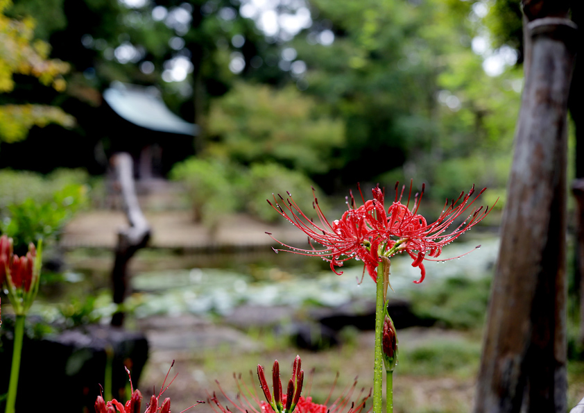 花の写真撮影 植物の撮り方