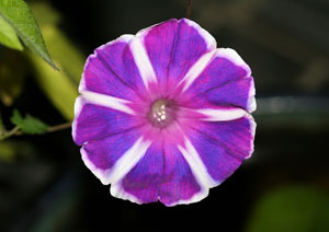 アサガオの花の写真