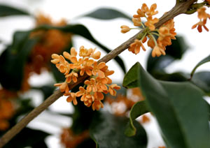 キンモクセイの花の写真