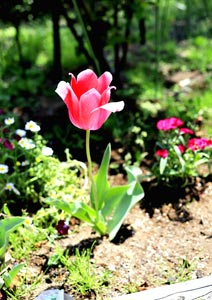 チューリップの花の写真