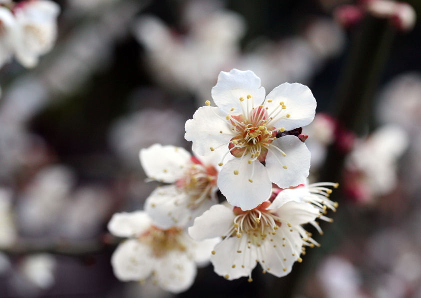 花の写真の撮り方 単焦点レンズで花を撮る