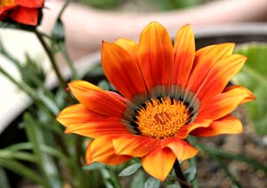マクロレンズで花の撮影 ガザニアの花 作例写真