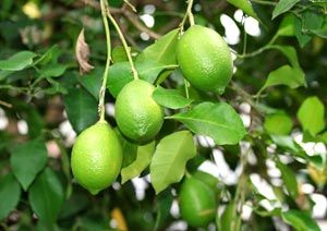 レモンの果物撮影