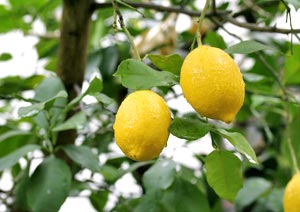 レモン 果物の写真の撮り方