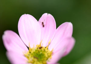 蟻の昆虫撮影
