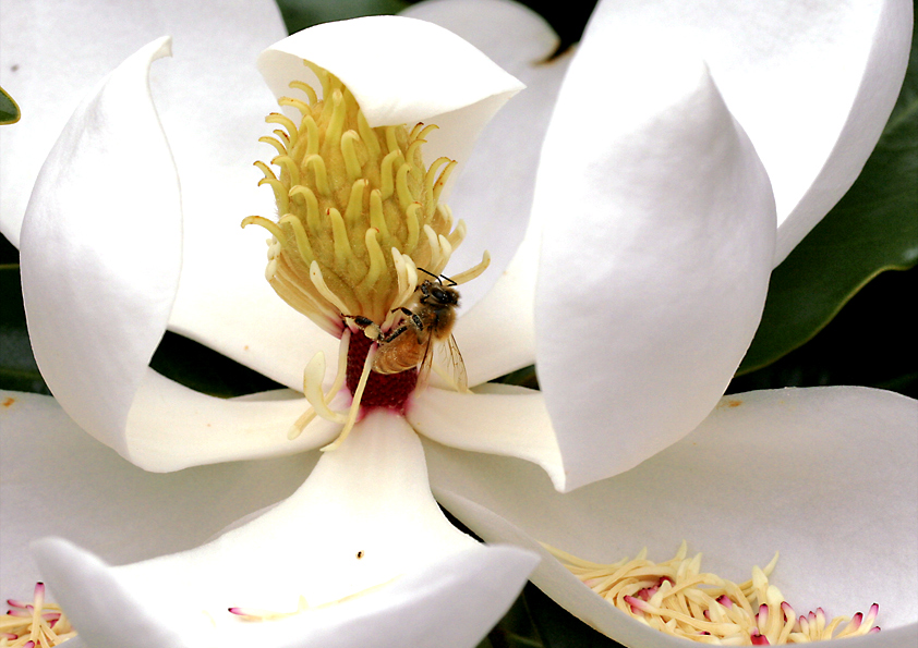 タイサンボクとミツバチの写真
