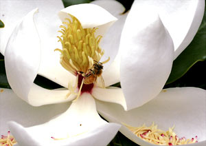 タイサンボクとミツバチ 花と昆虫の撮影