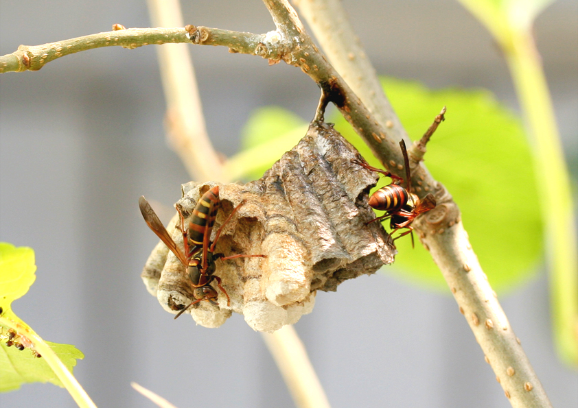 アシナガバチの写真