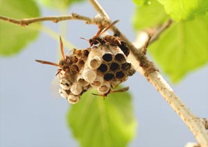 アシナガバチの昆虫撮影
