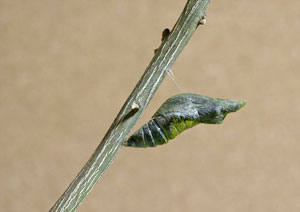 クロアゲハのサナギの昆虫撮影