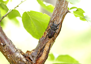 コクワガタの昆虫写真