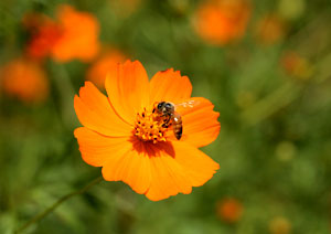 ミツバチとキバナコスモスの写真