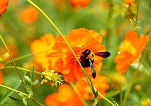 熊蜂とキバナコスモス 花と昆虫の撮影