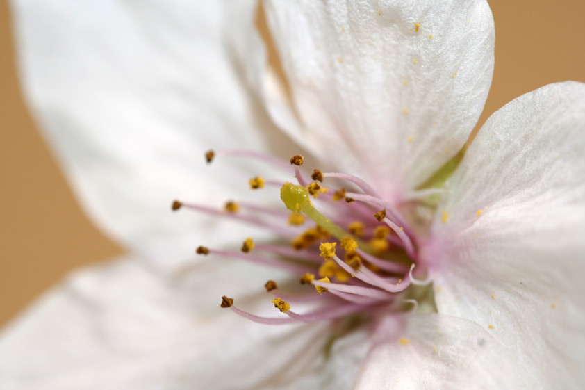 ワーキングディスタンス（9cm）で撮影したサクラの花