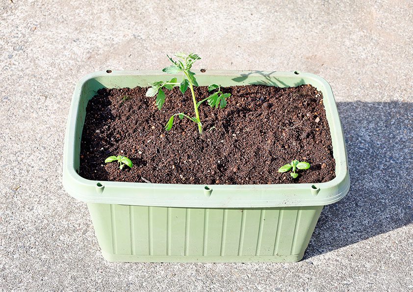 中玉トマトの苗の植え付け