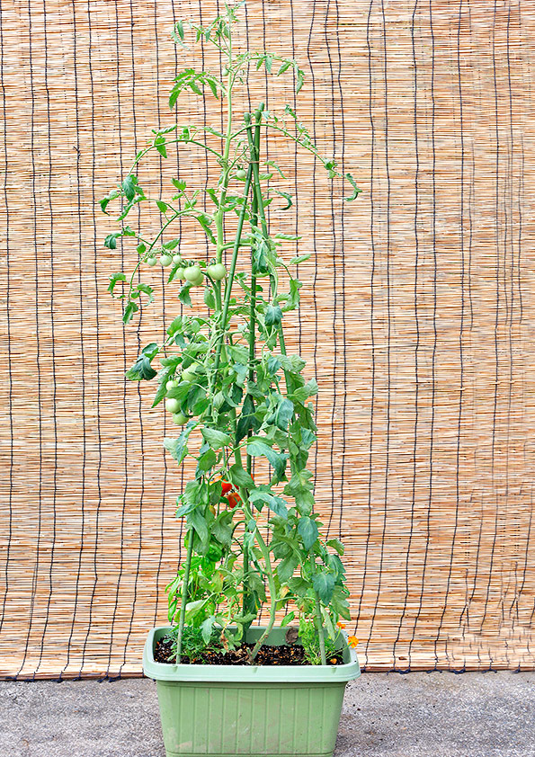 中玉トマトの苗の植え付けより二月が経過しました