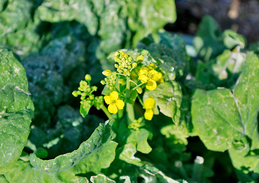 食用ナバナの花の写真
