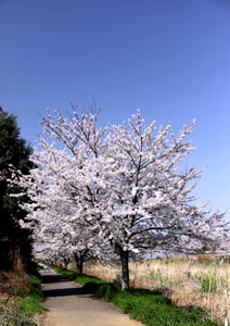 偏光フィルターを使った桜の撮影