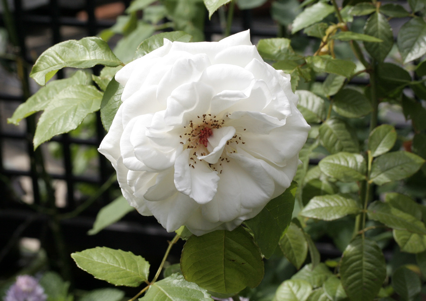 アンナプルナ 白いバラの写真