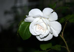 アンナプルナ 白いバラの写真