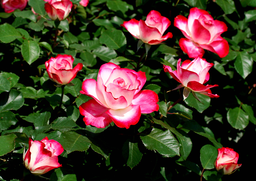 バラの写真撮影 薔薇の撮り方