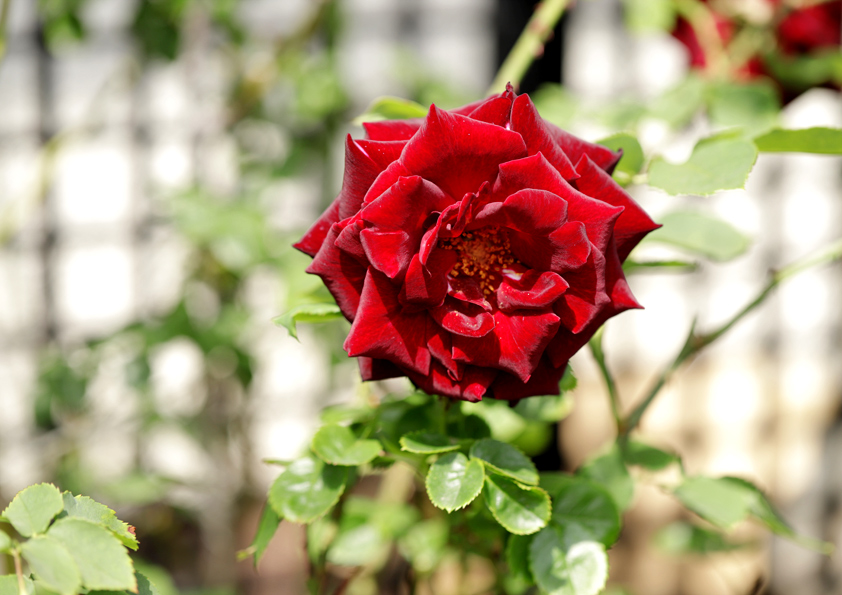 バラの写真撮影 薔薇の撮り方