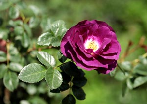 ミステリューズ 青紫色のバラの写真