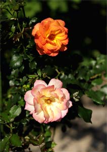 サハラ’98 花色が変化するバラの写真