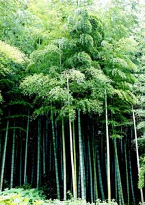 竹林の撮影 風景写真の撮り方