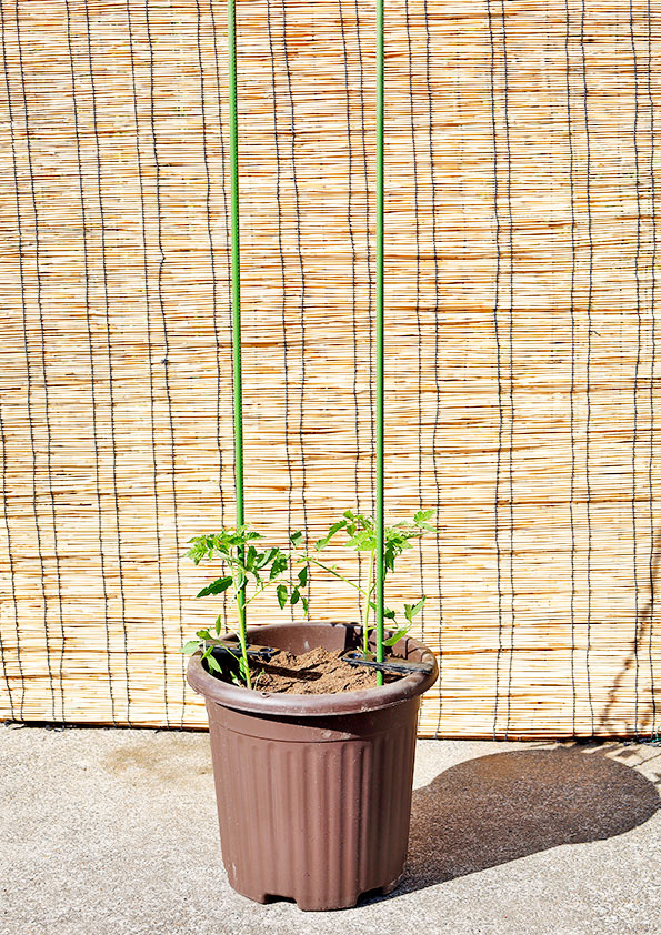 トマトの苗の植え付け ボンリッシュ1株 と ルンゴ1株