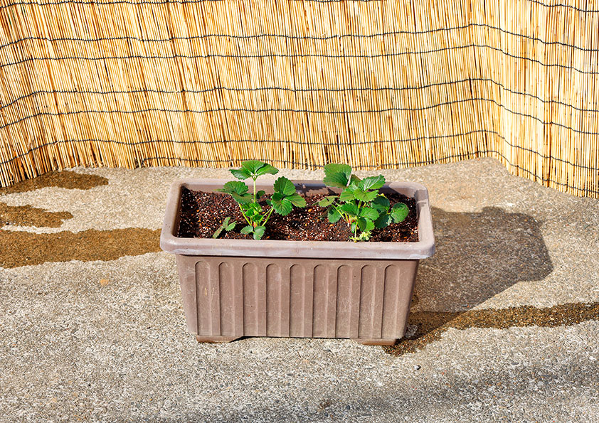 白イチゴの苗の植え付け